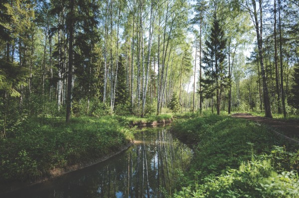 Природный парк «Ямской лес»