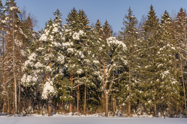 Природный парк «Ямской лес»